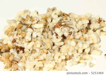 Zym齒輪幼蟲食用昆蟲泰國 5251464