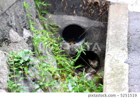 睡覺在旁邊凹線的貓 5251519