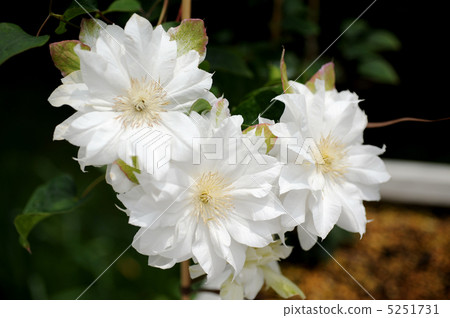 Clematis double-blossom Clematis double-blossom 5251731