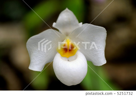 Paphiopedilum 5251732