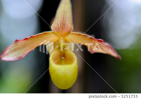 Paphiopedilum 5251733