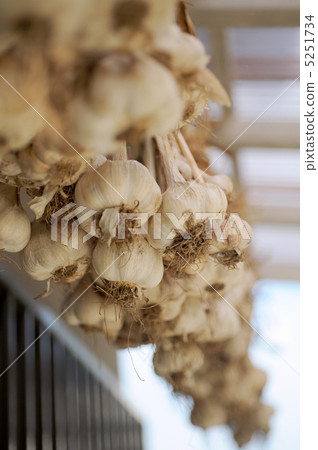 garlic  5251734