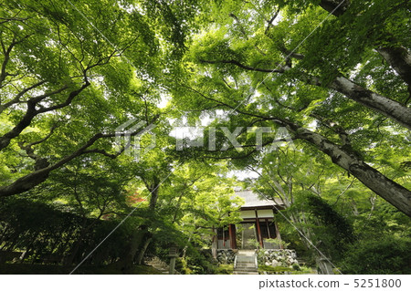 京都新鮮的綠色 5251800