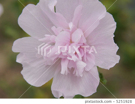 Tatya Oyai Family Garden Varietal Flower 5251928