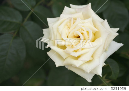 Moonlight · Serenade 5251959