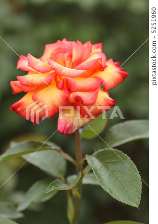 Sheila's Perum 5251960