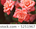 Rose   5251967