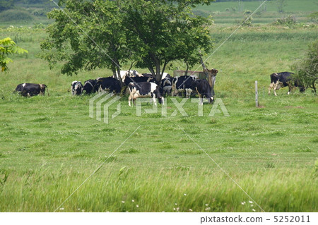 荷斯坦人吃牧場 5252011