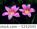 Zephyrinus 5252045