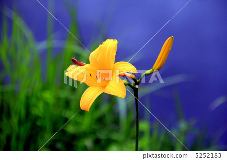 Oze National Park Blooming in Ooe Marshland 5252183