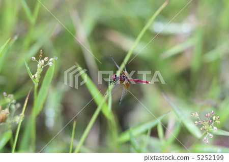 Hachijotombo Hachijotombo 5252199