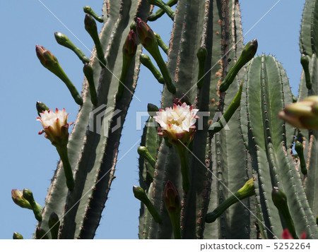 Cactus 5252264