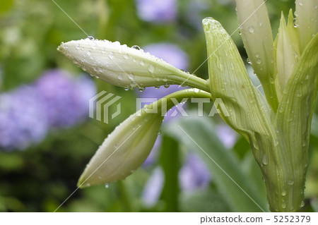 Water droplets Water droplets 5252379