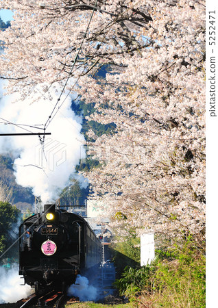 Sakura and SL 5252471
