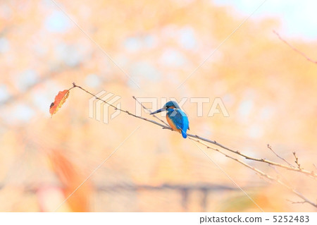Birds nestling in the sunset 5252483