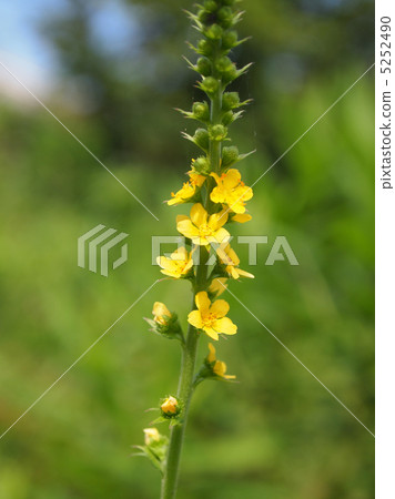 金水拉 金水拉 5252490