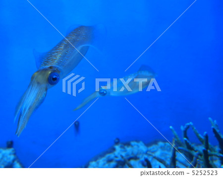 Aquarium Aquarium 5252523