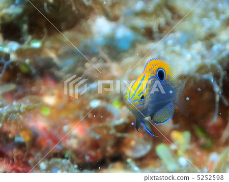 Black eyed sparrow 5252598