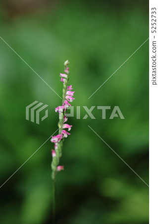 螺絲香蕉 5252733