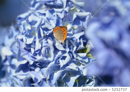 Benish lady butterfly and Western hydrangea Benish lady butterfly and Western hydrangea 5252737