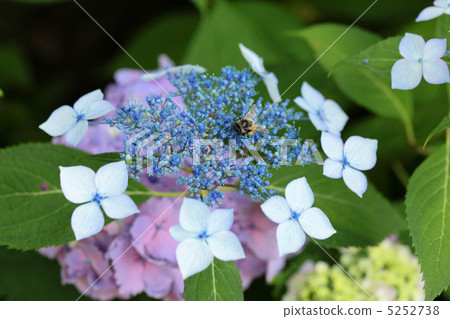 Honeybee and Hydrangea Honeybee and Hydrangea 5252738