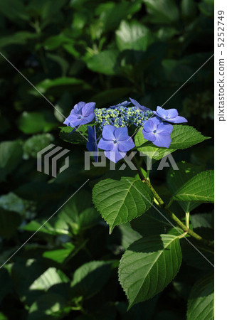 Blue-violet hydrangea Blue-violet hydrangea 5252749