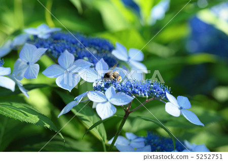 Honeybee and Hydrangea 5252751