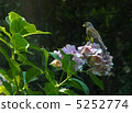 Kawarahiwa stopping in the flower of hydrangea 5252774