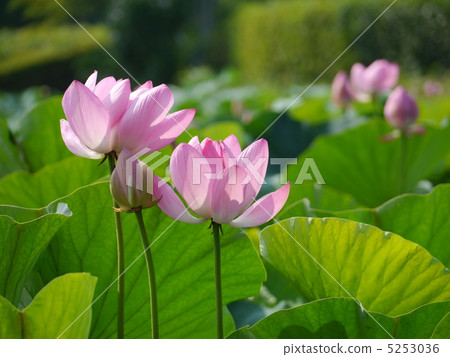 Ancient lotus 5253036