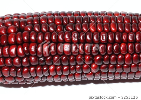Corn purple corn Thai food ingredients Thailand Corn purple corn Thai food ingredients Thailand 5253126