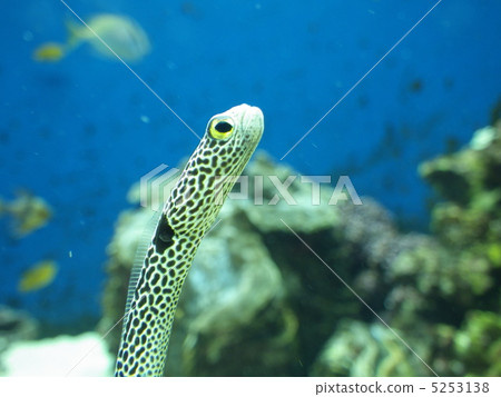 Chinese eel Chinese eel 5253138