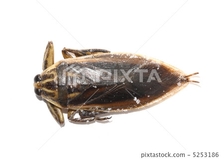 Tagame edible insects Thailand Tagame edible insects Thailand 5253186