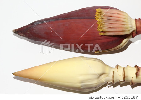 Banana flowers Banana Thailand 5253187