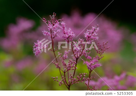 Shimotsukesou 5253305