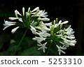 Abacação's flower 5253310