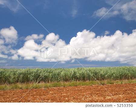 Sugar Cane field landscape Sugar Cane field landscape 5253350