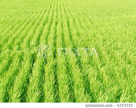 Rice 5253555