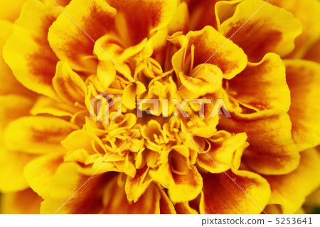 Close-up of marigold 5253641
