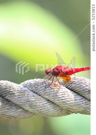 Shoujo dragonfly Shoujo dragonfly 5253653