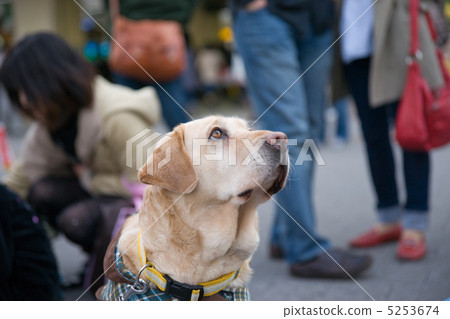Guide dog 5253674