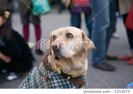 導盲犬 5253675