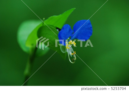 鴨蹠草 鴨蹠草 5253704