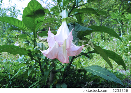 Angel trumpet 5253836