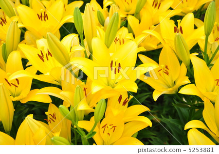 Lily 9 5253881