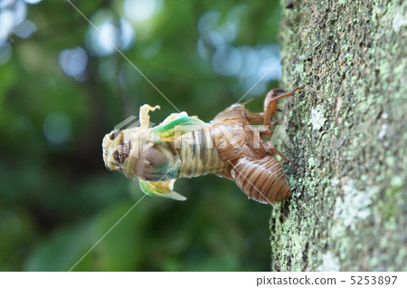 蟬羽化 5253897
