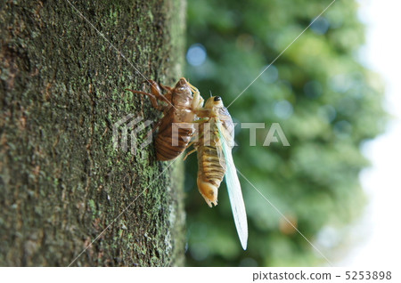 Cicadas emerging 5253898