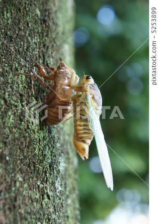 蟬羽化 蟬羽化 5253899