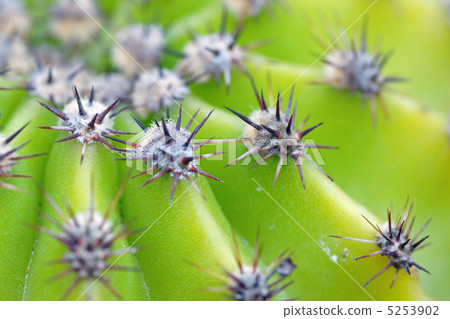 Cactus 5253902