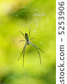 一隻蜘蛛 5253906