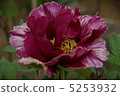 Peony 5253932